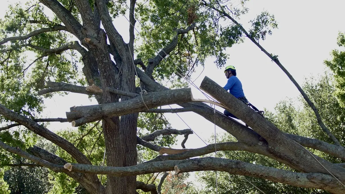 Professional Crown Thinning performed by certified arborists in Bells